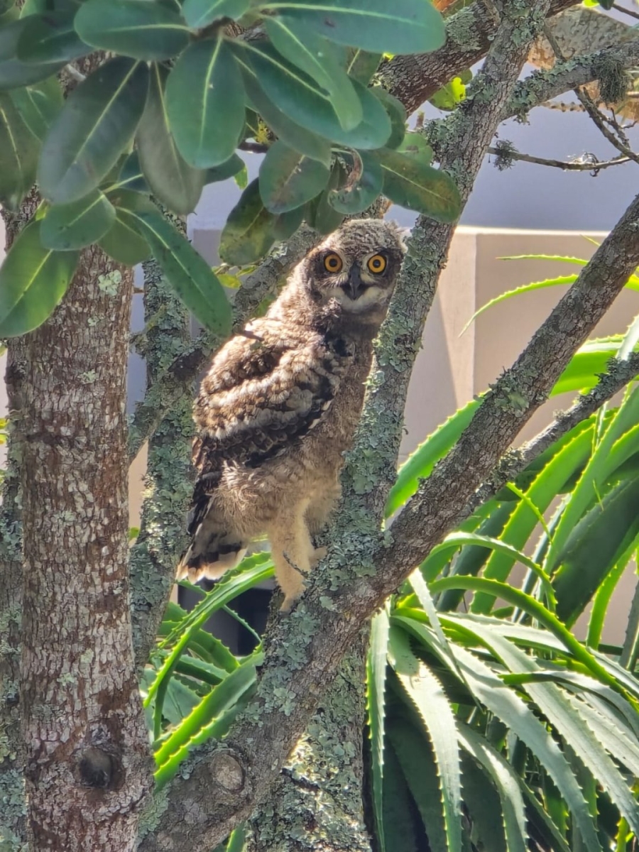 2 Bedroom Property for Sale in Oubaai Western Cape